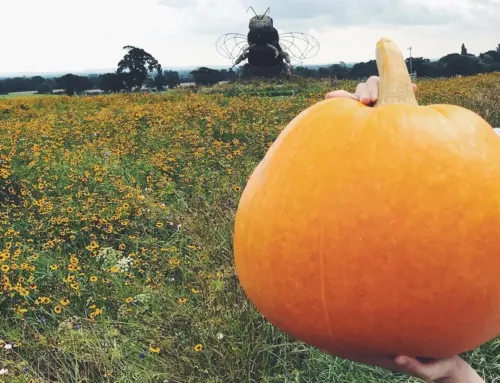 Pick Up A Pumpkin & More This Autumn!